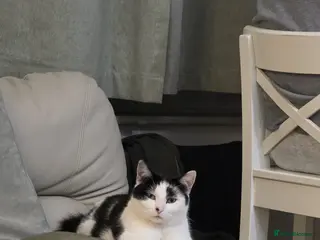 Mixed Breed cats Beautiful Boo looking for a home in Hook - Advert 6