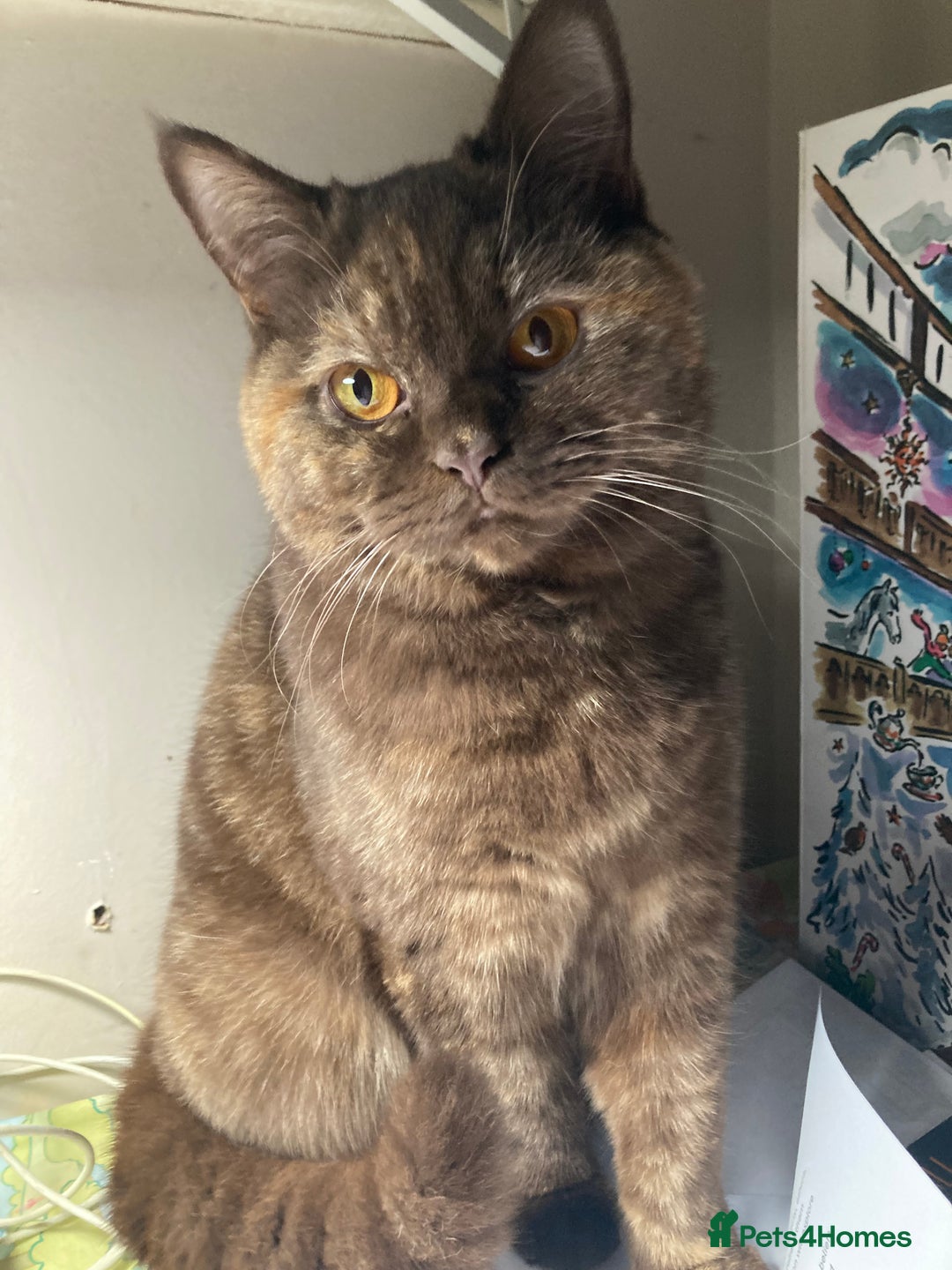 British Shorthair cats for sale: Chocolate tortie champion bloodline Queen ACTIVE - Advert 1