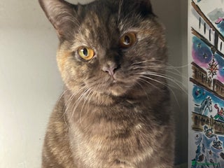 British Shorthair cats Chocolate tortie champion bloodline Queen ACTIVE - Advert 12