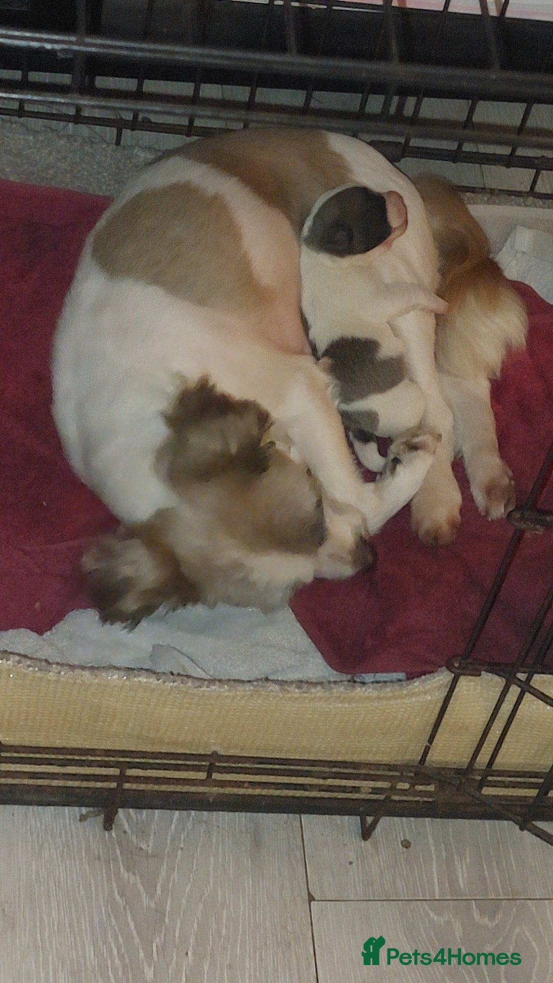 Jack Russell dogs for sale: Male puppy  - Image 4