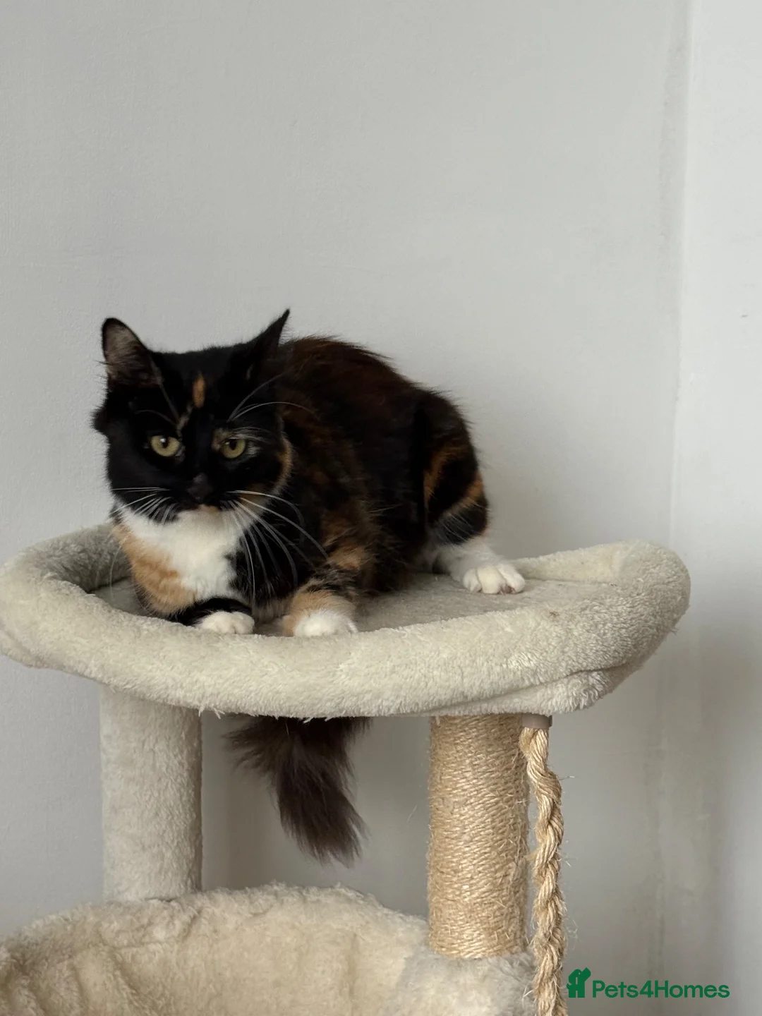 Mixed Breed cats for sale: Milan, black and white kitten - Advert 10