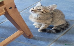 Mixed Breed cats for sale: Tabby female kitten - Image 5