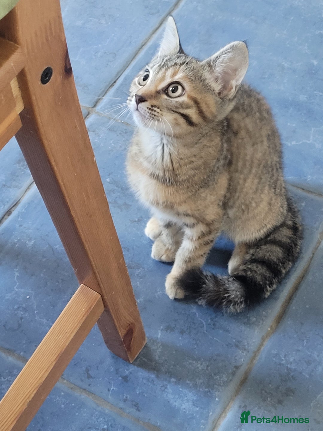 Mixed Breed cats for sale: Tabby female kitten - Image 5