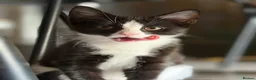 Mixed Breed cats for sale: 🐾 2 Kittens for Sale – Male & Female, Ready Now - Advert 10