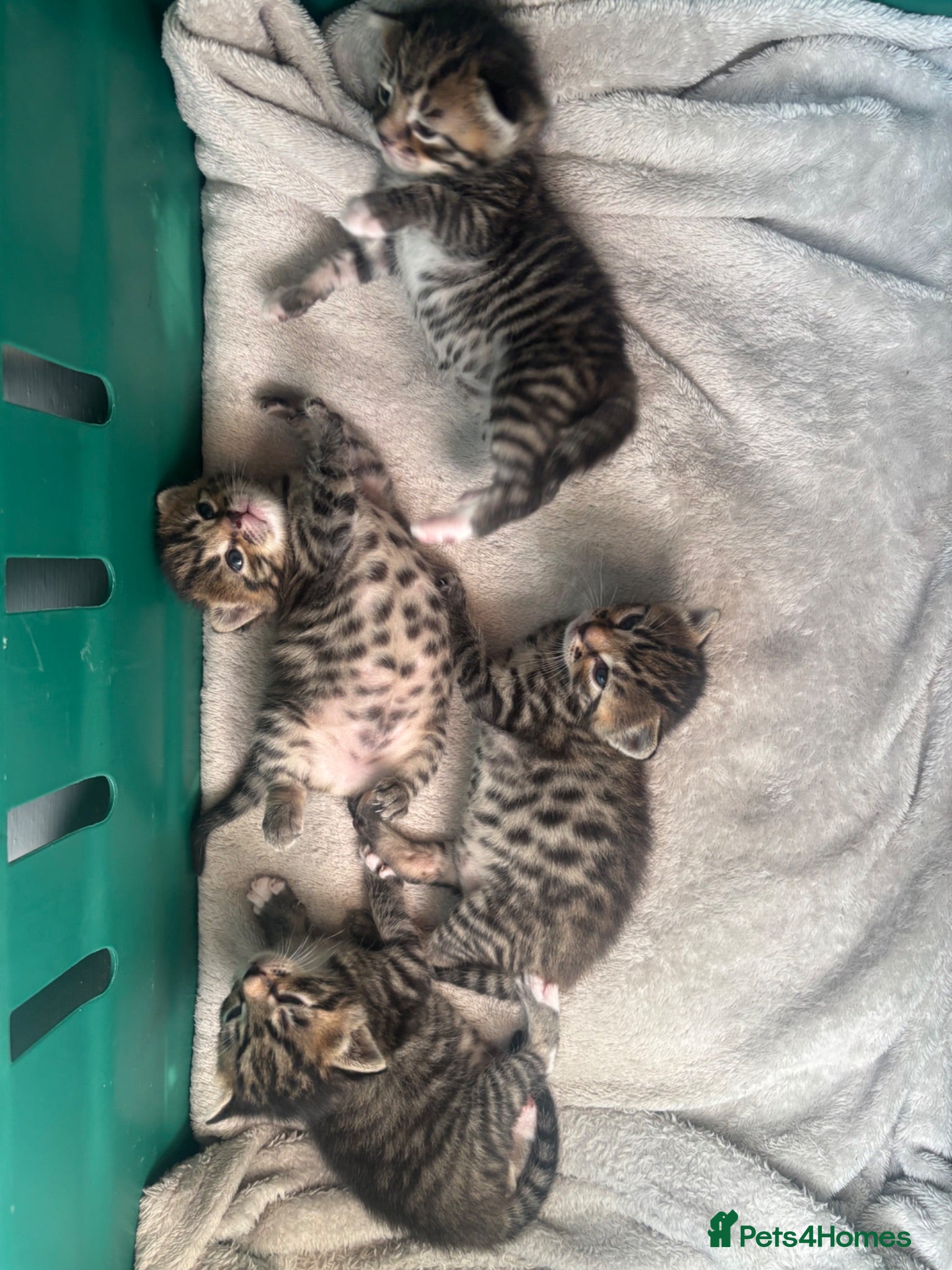 Mixed Breed cats 2 F & 2M mixed tabby kittens ready from September  - Advert 1