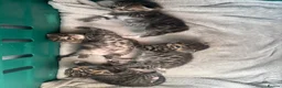 Mixed Breed cats for sale: 2 F & 2M mixed tabby kittens ready from September  in Bournemouth - Advert 1