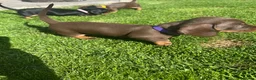 Miniature Dachshund dogs for sale: Gorgeous KC reg miniature dachshund puppies  - Advert 13