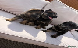 German Shepherd dogs for sale: Stunning German shepherd puppies  - Image 14