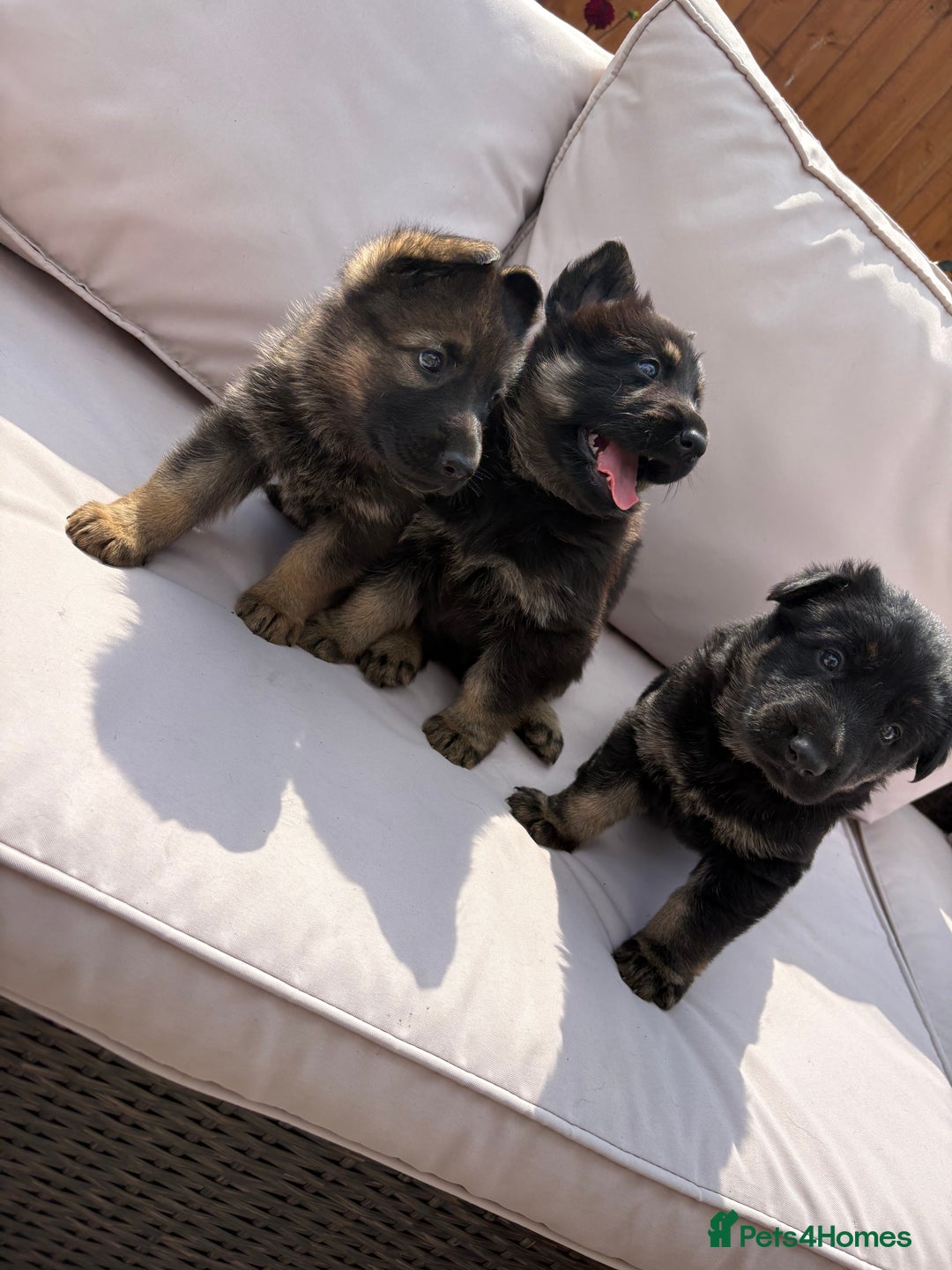 German Shepherd dogs for sale: Stunning German shepherd puppies  - Image 14