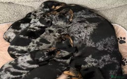 Miniature Dachshund dogs for sale: Affectionate loving silver dapple doxies  - Image 8