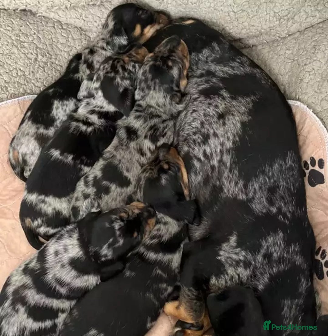 Miniature Dachshund dogs for sale: Affectionate loving silver dapple doxies  - Image 8