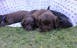 Cocker Spaniel dogs for sale: Adorable cocker spaniel puppies  - Image 11