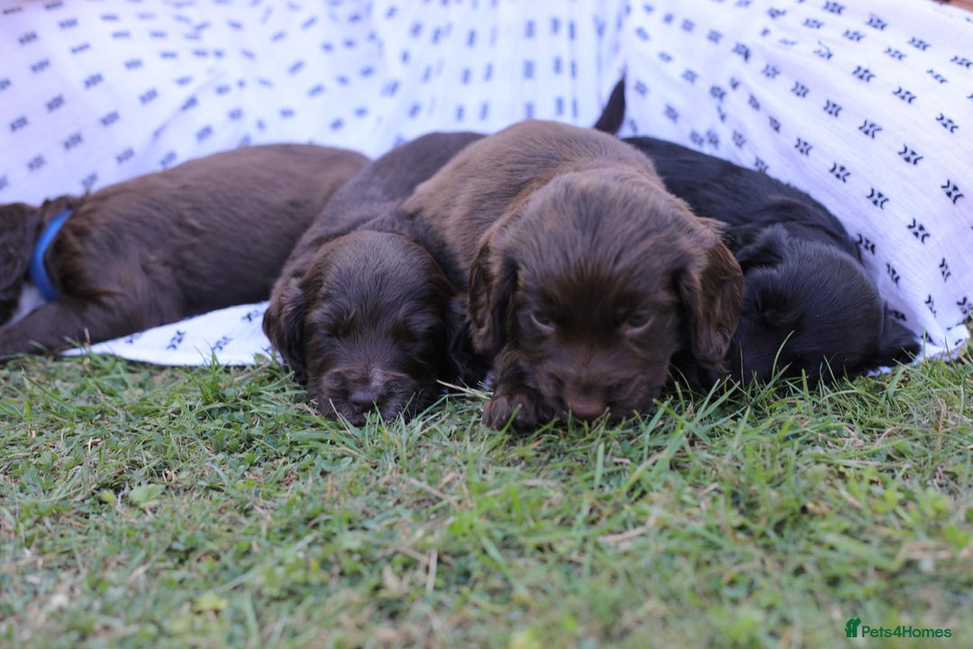 Cocker Spaniel dogs for sale: Adorable cocker spaniel puppies  - Image 11