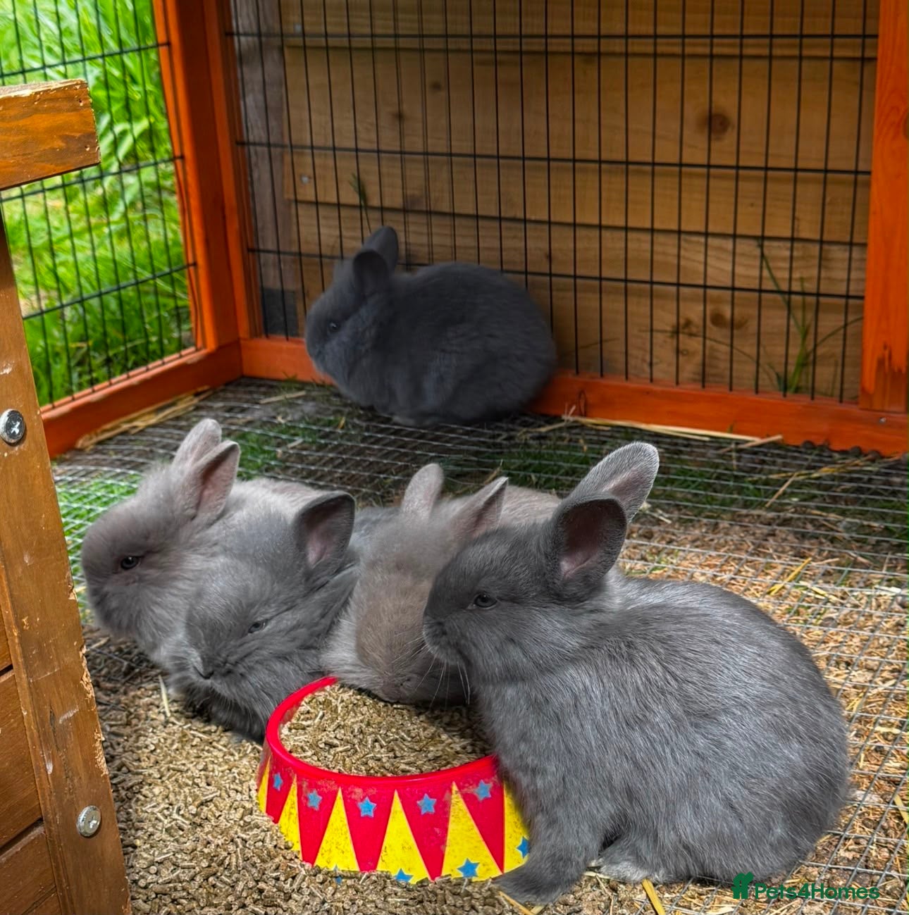 Mini Lion Lop rabbits 🩷🩵 Mini lion lops ready to leave 12th June 🩵🩷 - Advert 1