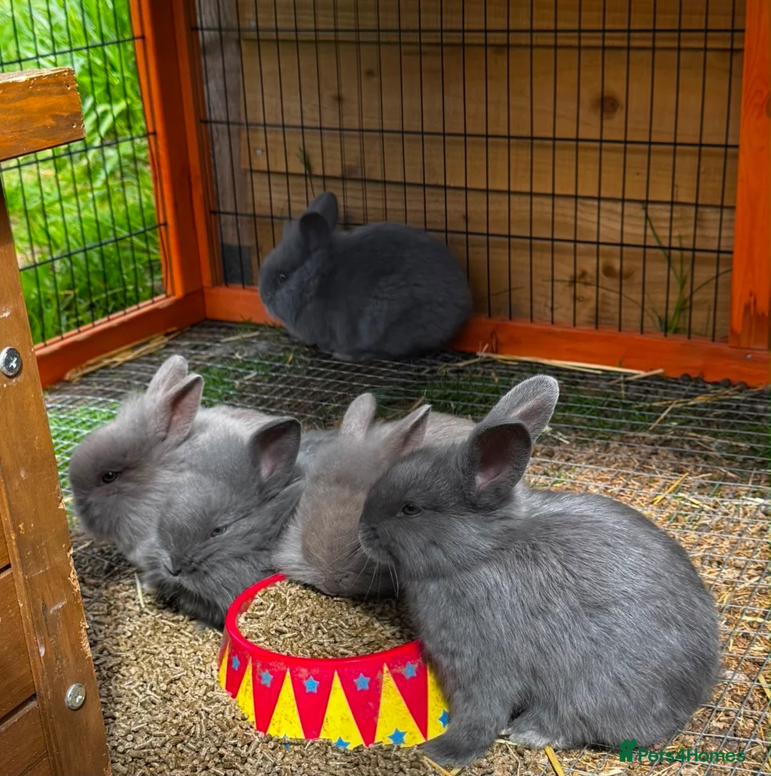 Mini Lion Lop rabbits for sale: 🩷🩵 Mini lion lops ready to leave 12th June 🩵🩷 - Advert 1