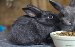 Mini Lop rabbits for sale: Mini Rex x Mini Lop - Image 9