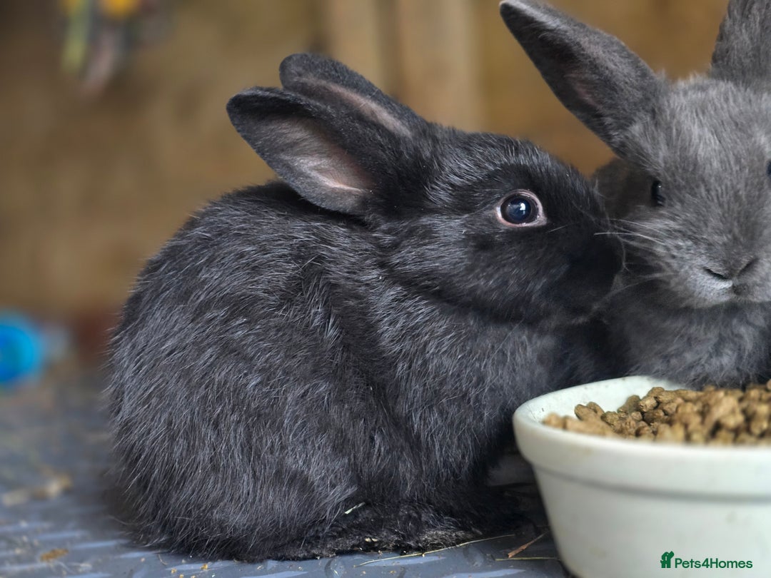 Mini Lop rabbits for sale: Mini Rex x Mini Lop - Image 9