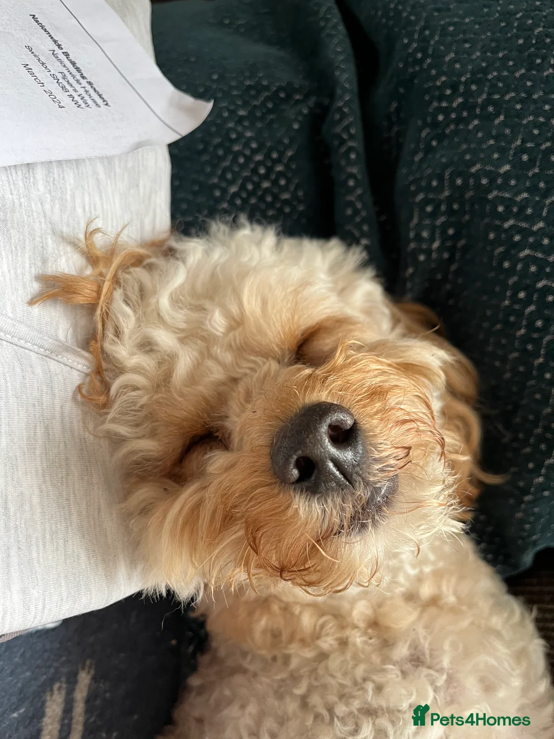 Cavapoo dogs for stud: Meet Alfie. A cavapoo looking for a mate - Advert 8