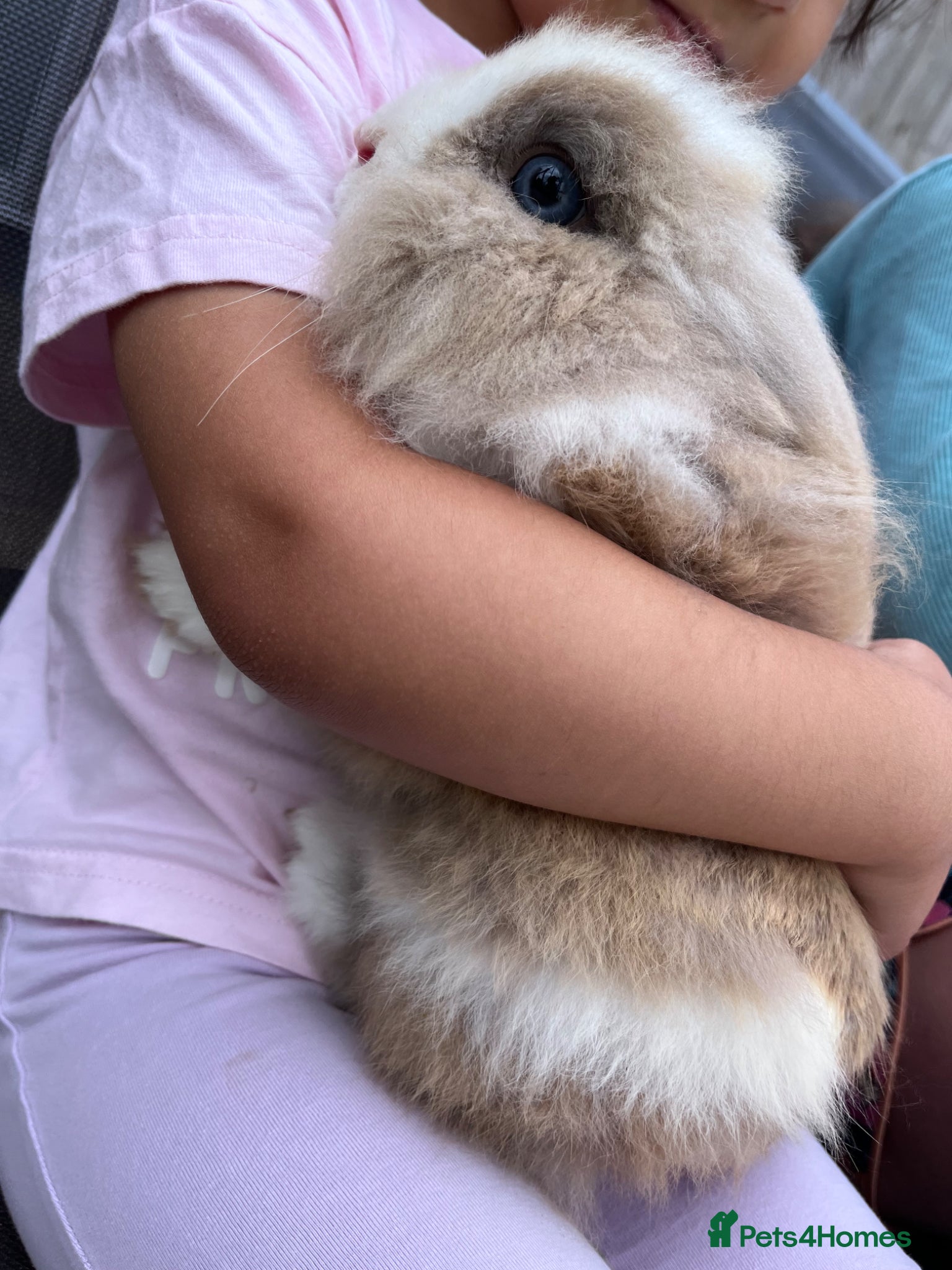 Lionhead rabbits for sale: Dwarf Lionhead Male - Advert 7