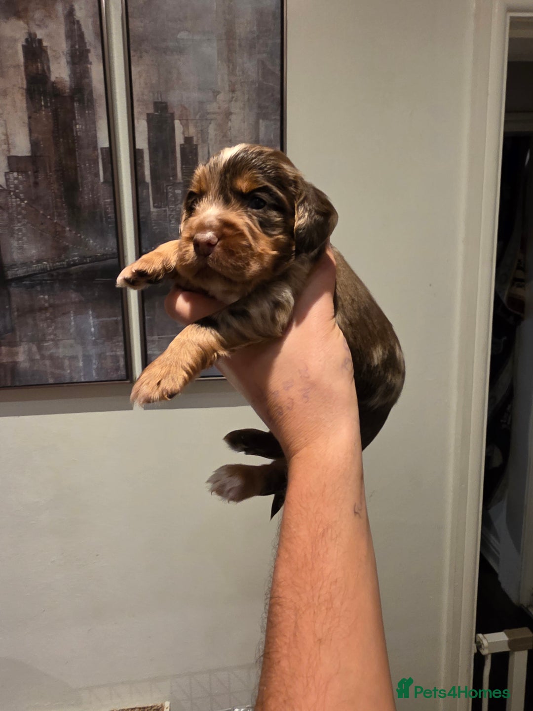 Cocker Spaniel dogs for sale: Kc registered mixed litter - Image 21