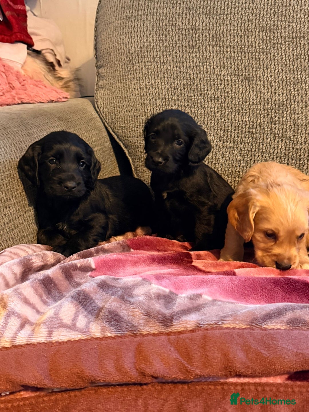 Cocker Spaniel dogs for sale: KC Registered Cocker Spaniel Puppies - Advert 17