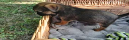 Border Terrier dogs for sale: Border terrier puppies  in Maidstone - Advert 18