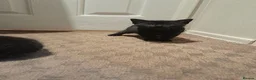 British Shorthair cats for sale: 2 gorgeous playful kittens💗💗 - Advert 17