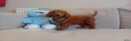 Goldendoodle dogs for sale: Adorable Goldendoodle Puppies - Advert 5