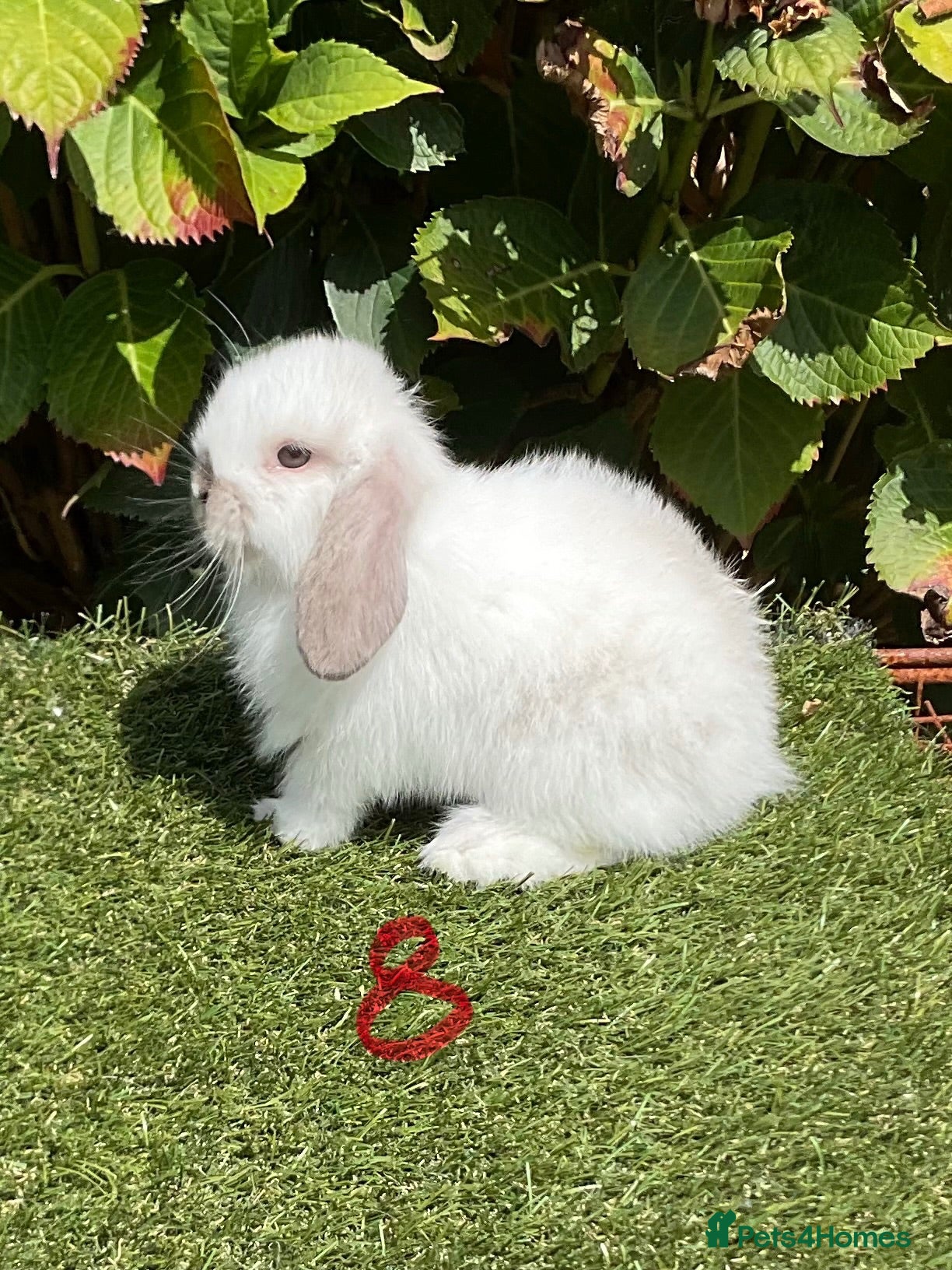 Mini Lop rabbits Pure bred mini lops .3 females available. - Advert 1
