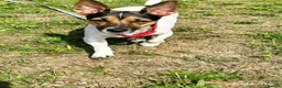 Jackapoo dogs for sale: Jackapoo Puppies  in Gravesend - Advert 7