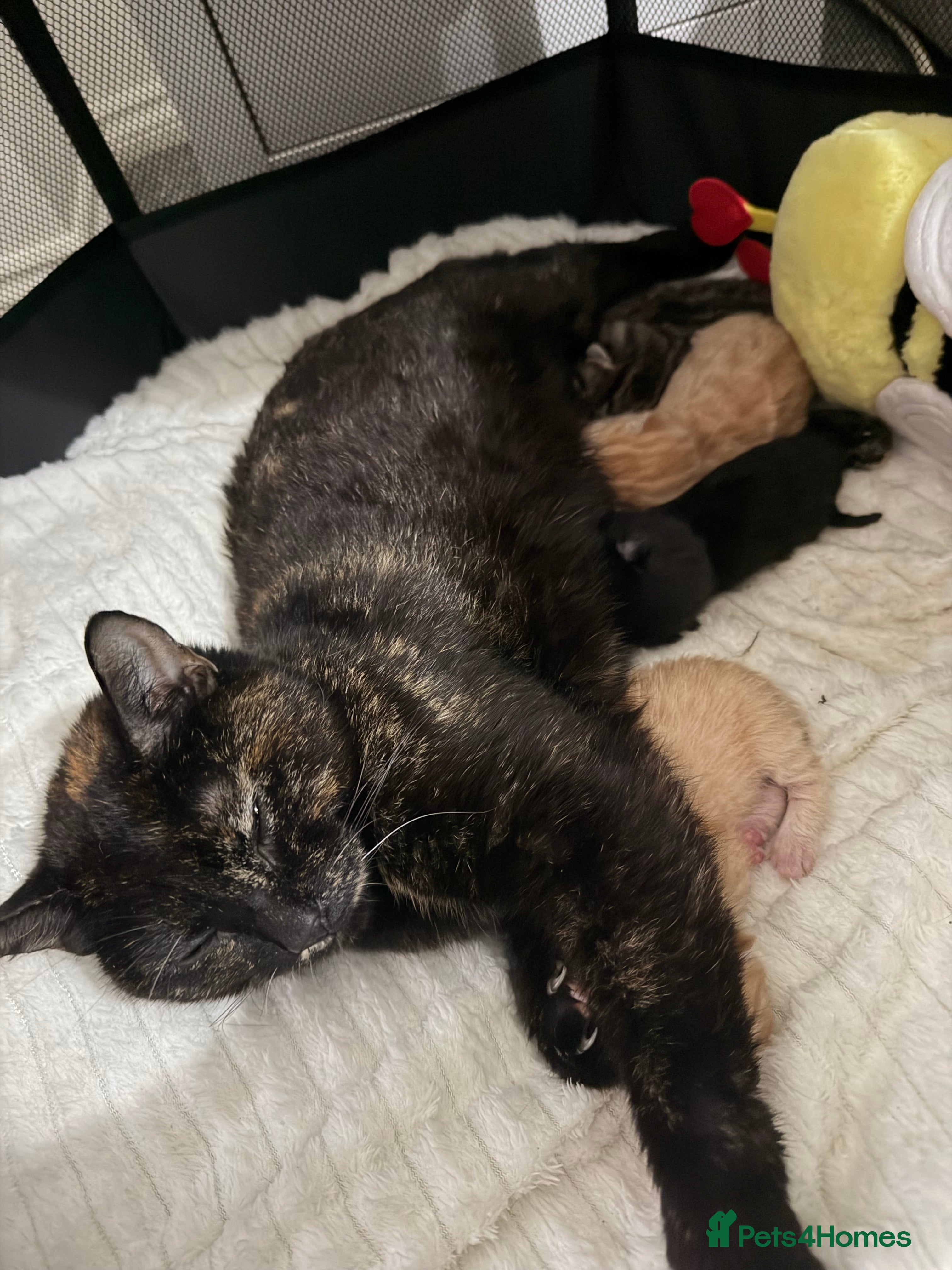 Mixed Breed cats Beautiful Litter of Kittens 💛 - Advert 1