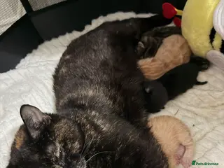 Mixed Breed cats Beautiful Litter of Kittens 💛 - Advert 3