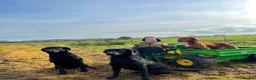 Labrador Retriever dogs for sale: Kc registered Labrador  - Advert 5