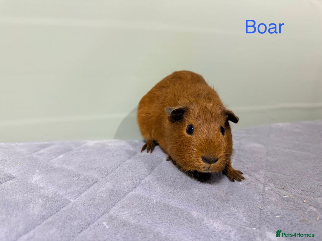 Guinea Pig rodents for sale: Baby guinea pigs  - Advert 4