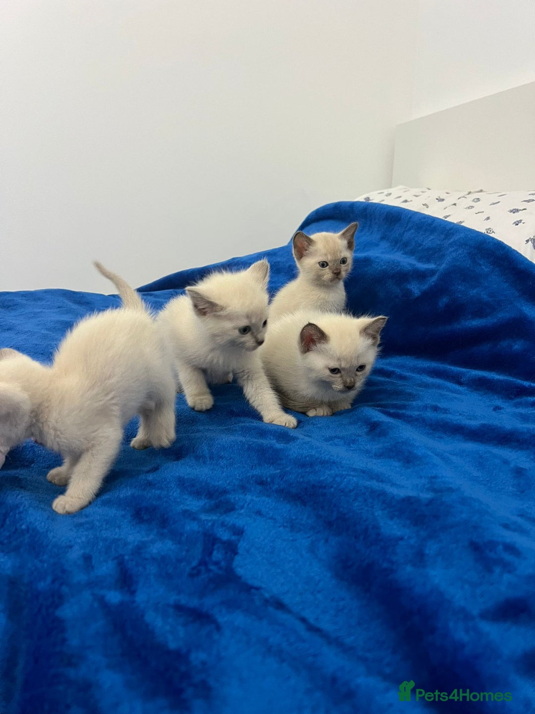 Mixed Breed cats for sale: Lovely Tonkinese(Burmese/Siamese) - Advert 7
