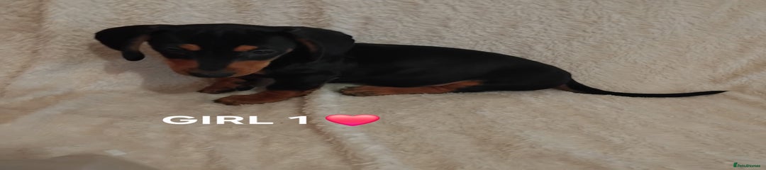 Dachshund Puppy 3