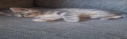 Mixed Breed cats for sale: 2 litters of 2 mommy in Preston - Advert 15