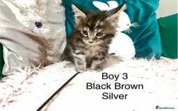 Maine Coon cats for sale: XXL Maine Coon kittens 🔥rare Black Smoke  - Image 24
