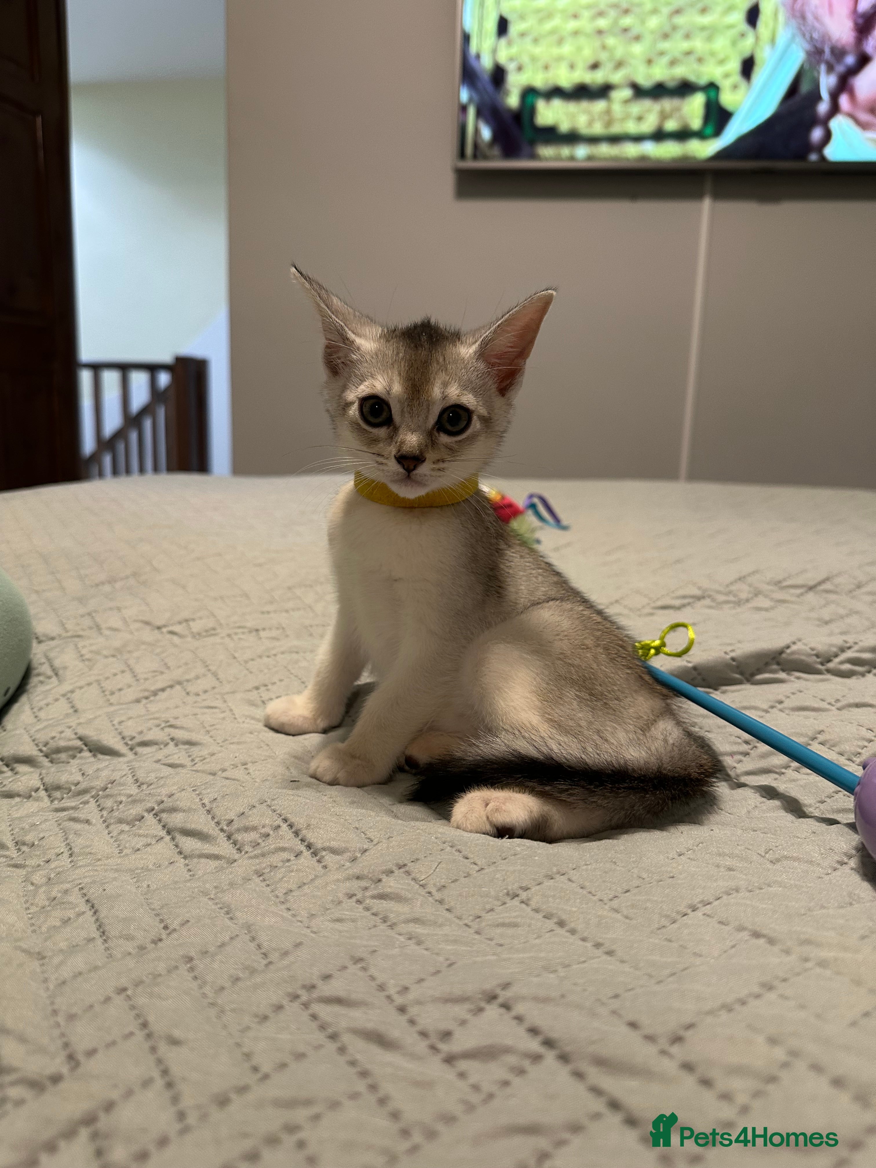 Abyssinian cats Abyssinian last one boy🌟 - Advert 7