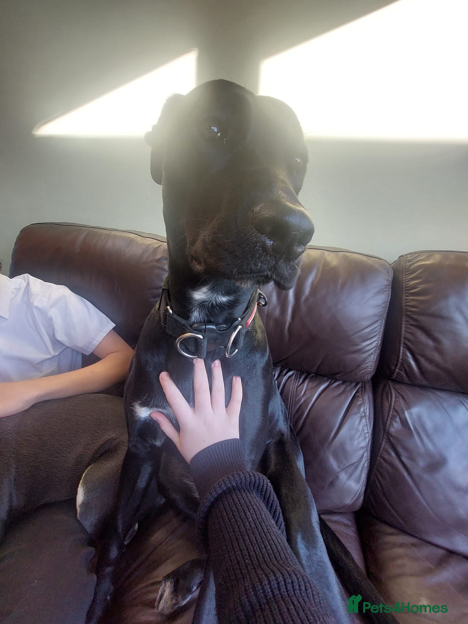 Mixed Breed dogs Stella  - Advert 9