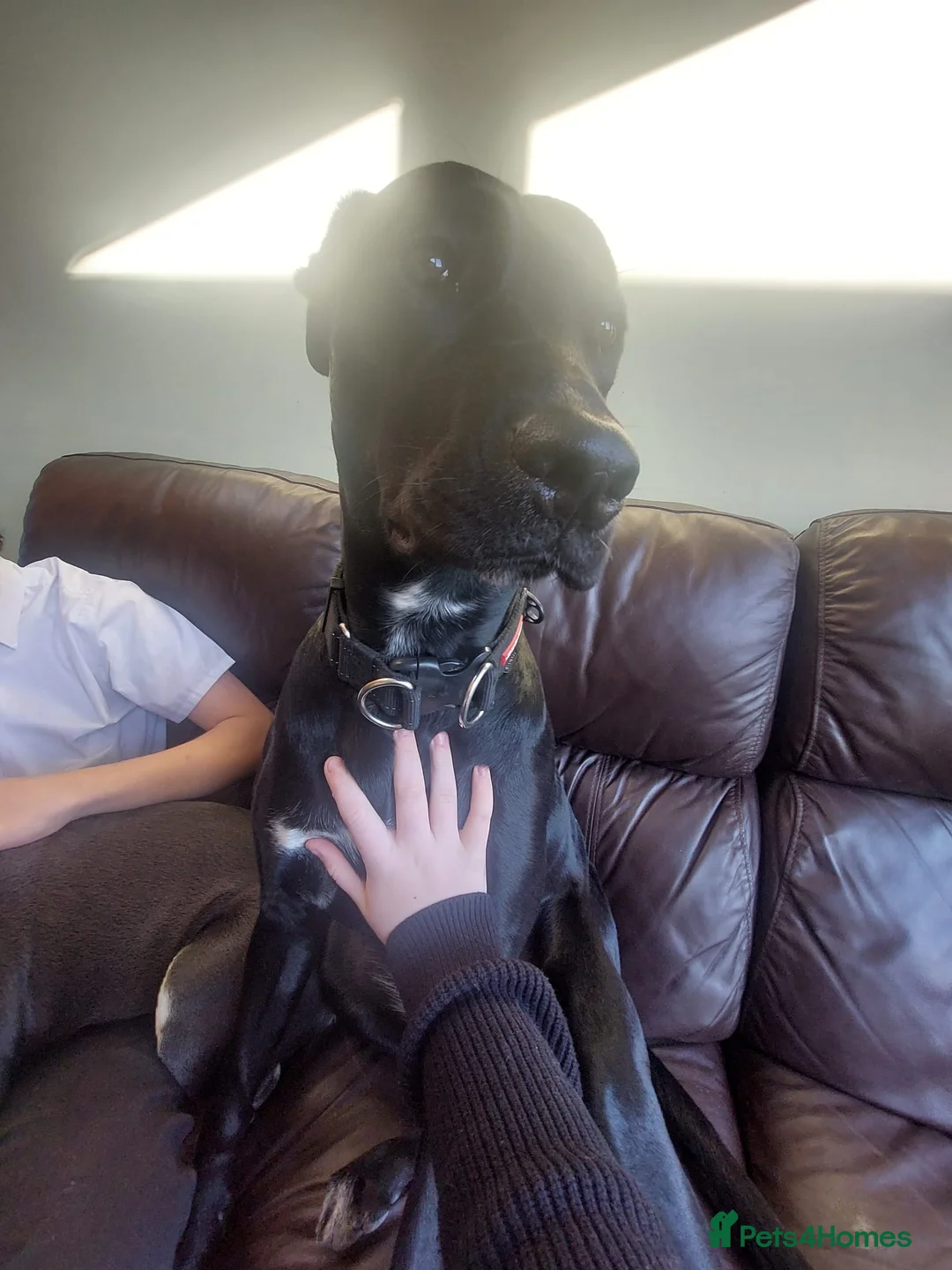 Mixed Breed dogs for sale: Stella  - Advert 1