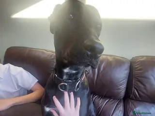 Mixed Breed dogs Stella - Advert 16