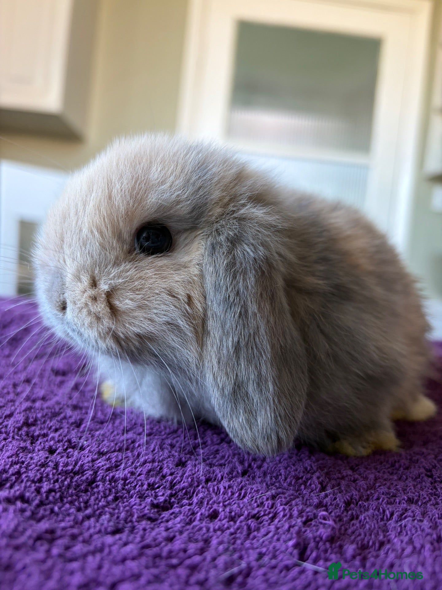 Mini Lop rabbits for sale: Pure Bred Mini Lops  - Advert 12