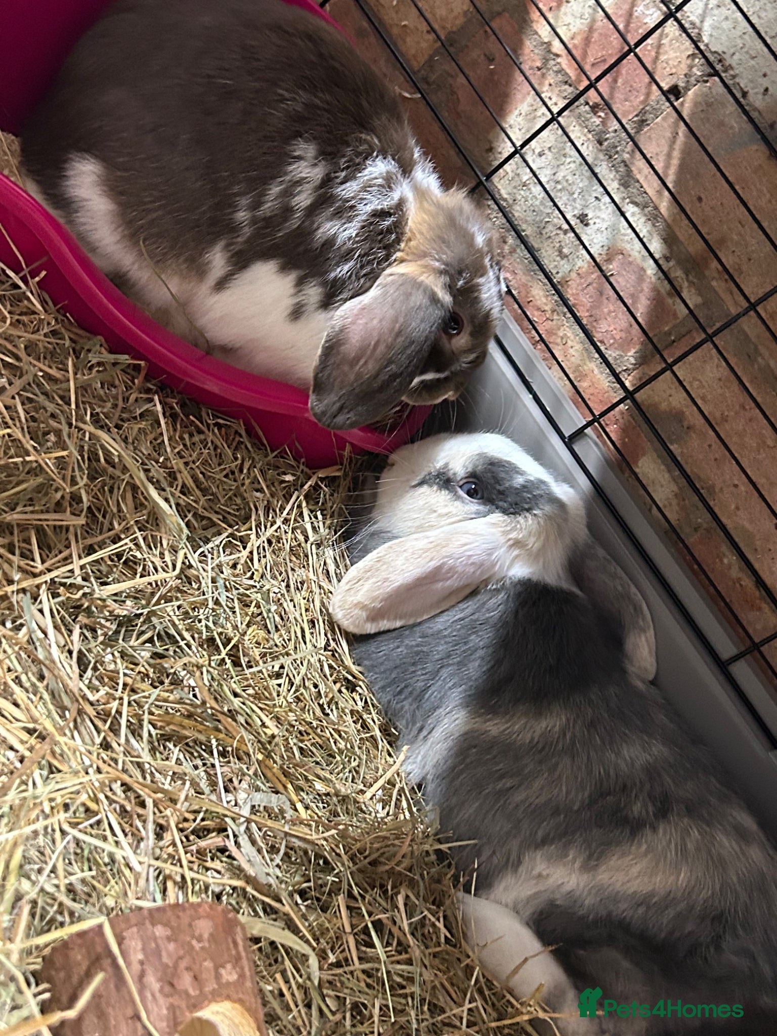 French Lop rabbits Two Beautiful Boys For Sale - Advert 1