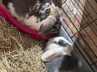 French Lop rabbits Two Beautiful Boys For Sale - Advert 1