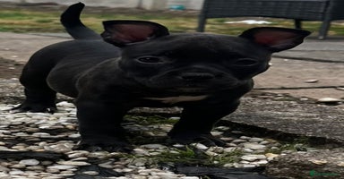 American Bully dogs in Wolverhampton - Advert 5