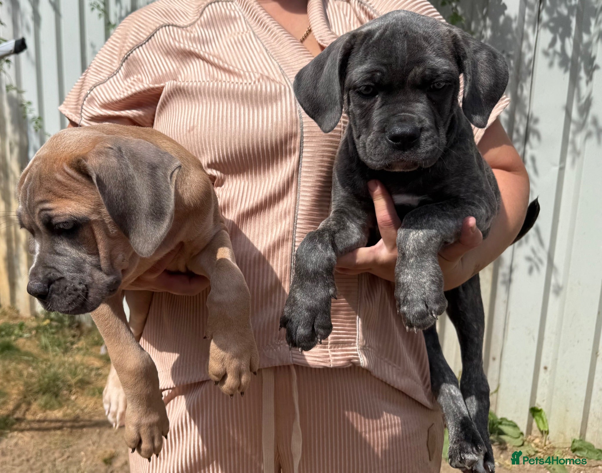 Cane Corso dogs Last 3 left looking for their forever 🏡!🥰 - Advert 1