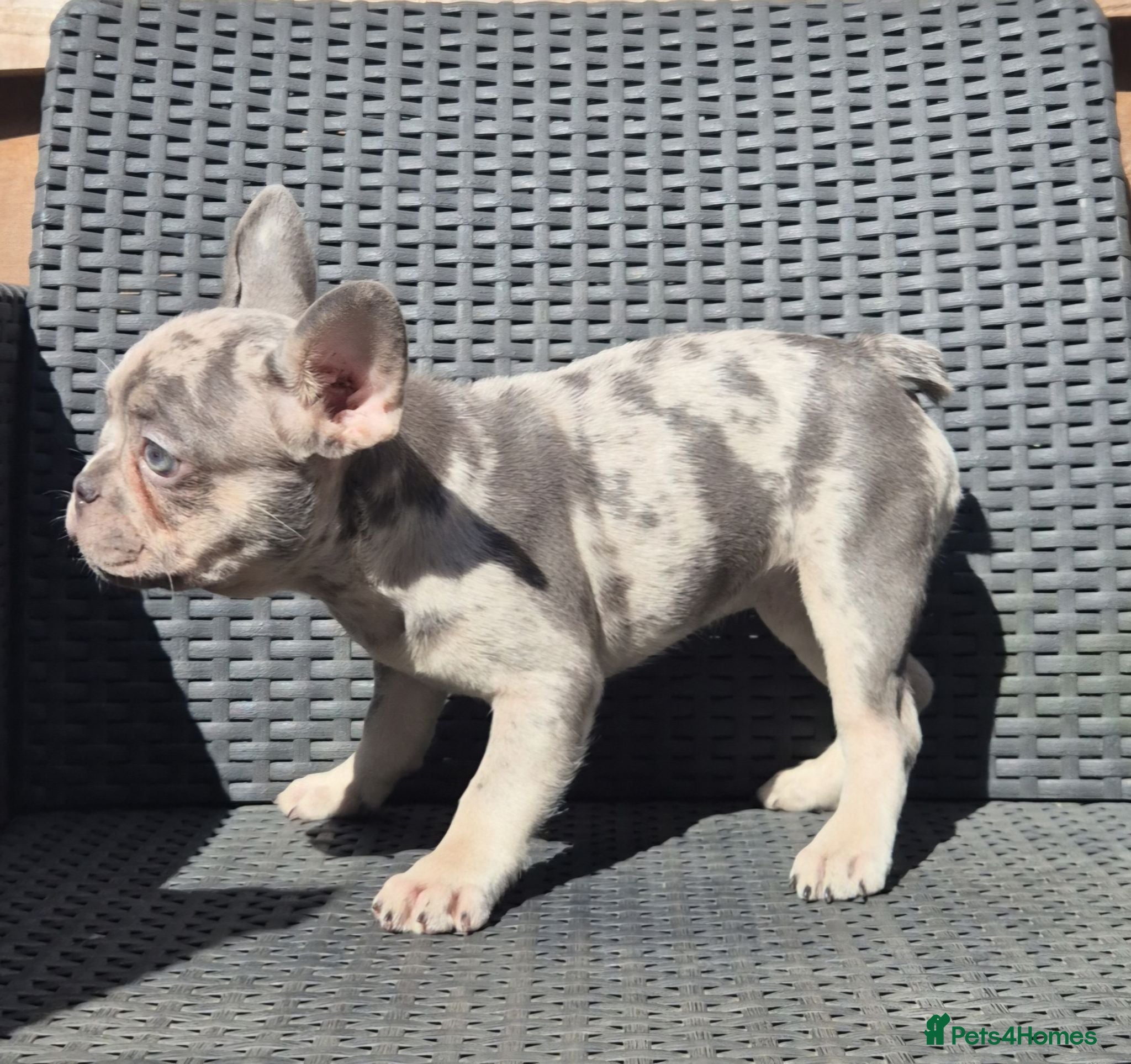 French Bulldog dogs PRICE DROP - Health Tested & Ready To Leave  - Advert 1