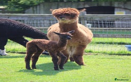 Alpaca livestock for sale: Female Alpaca Looking For New Home - Image 2