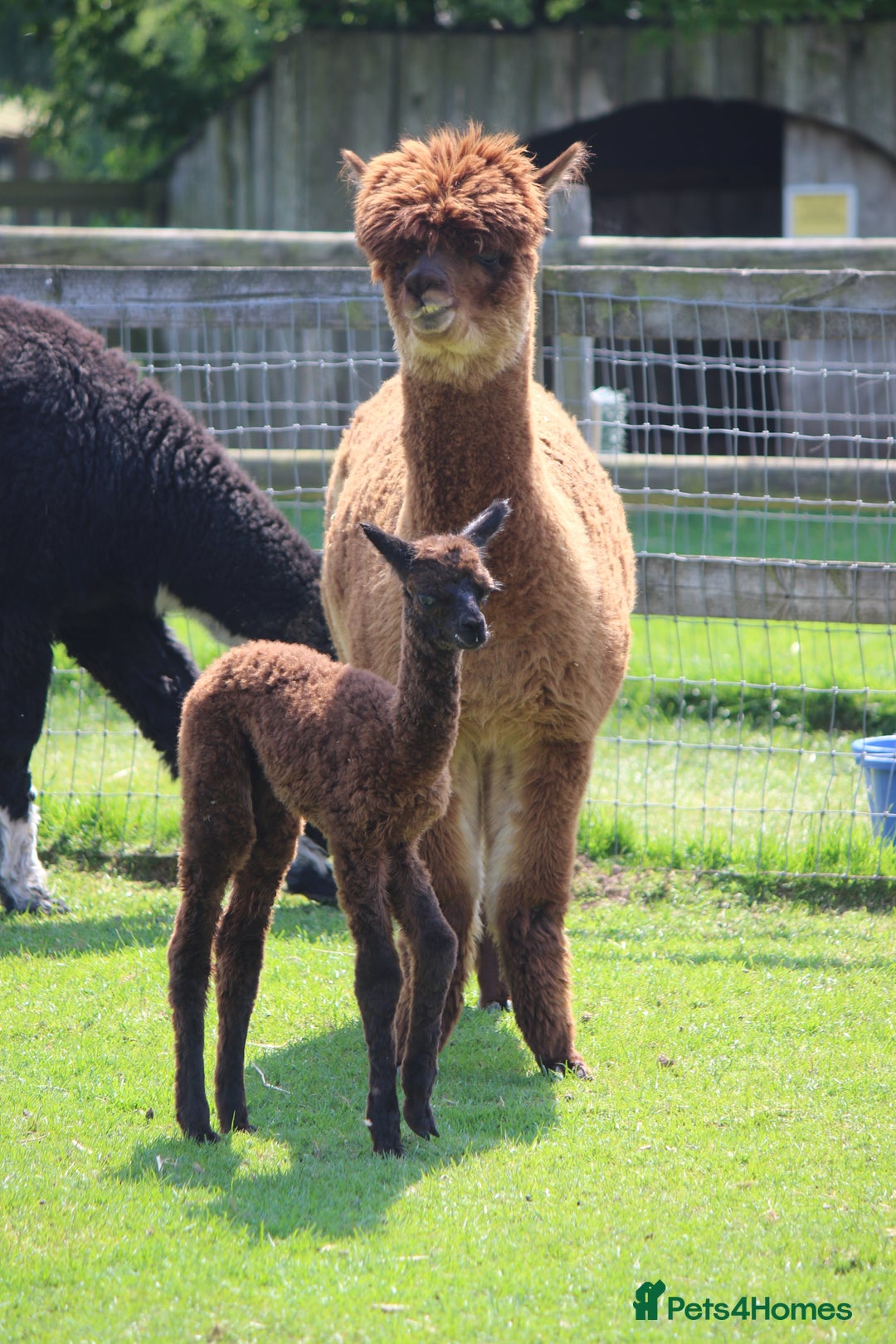 Alpaca livestock for sale: Female Alpaca Looking For New Home - Image 2